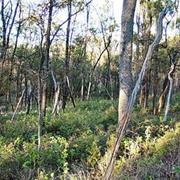Tregole National Park (QLD)