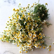 Chamomile
