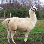 Llama