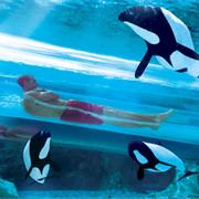 Aquatica Orlando