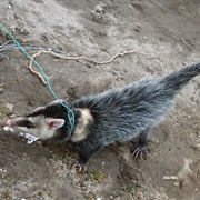 Guianan White-Eared Opossum