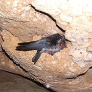 Mariana Swiftlet