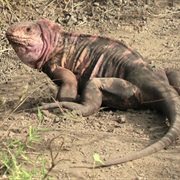 Galapagos Pink Land Iguana
