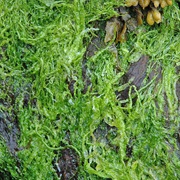 Gutweed (Ulva Intestinalis)