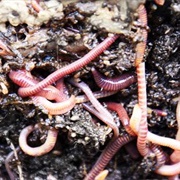 Earthworms