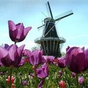 City of Holland, Michigan