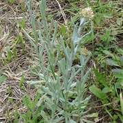 Cat's Paw (Helichrysum Luteoalbum)