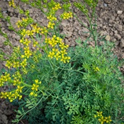 Herb-Of-Grace (Ruta Graveolens)