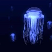 A Jellyfish Is 95% Water