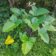 Arrowleaf Elephant Ear (Xanthosoma Sagittifolium)