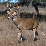 Whitetail Deer