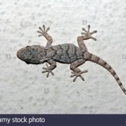 Moorish Gecko