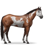 Paint Horse