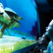 Turtle Talk With Crush