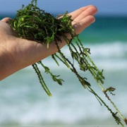 New Hampshire: Carrying Seaweed After Sunset Is Illegal.