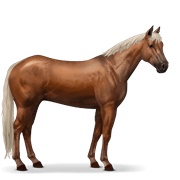 Argentinean Criollo - Flaxen Chestnut