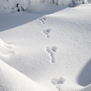 Observe Animal's Tracks