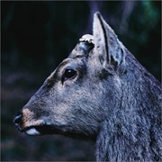 Toe - The Book About My Idle Plot on a Vague Anxiety