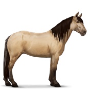 Highland Pony - Dun