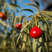 Quandong (Santalum Acuminatum)