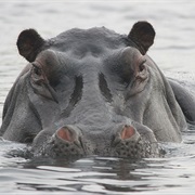 Wechiau Community Hippo Sanctuary, Ghana