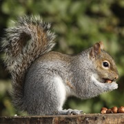 Squirrels Cannot See the Color Red.