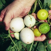 Texas Gourd (Cucurbita Texana)