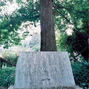 The Tree That Owns Itself