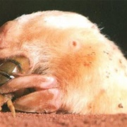Northern Marsupial Mole