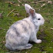 Striped Rabbit