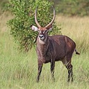 Waterbuck