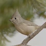 Juniper Titmouse