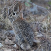Davis Mountains Cottontail