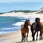 Visit Sable Island (NS)