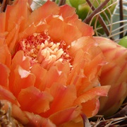Fishhook Barrel Cactus (Ferocactus Wislizeni)
