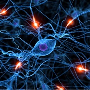 By the Age of Two Humans Have Generated All of the Brain Cells They Will Ever Have