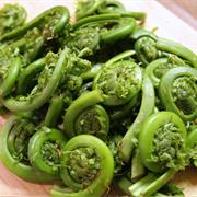 Fiddlehead