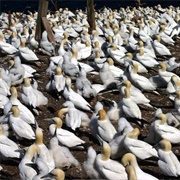 Northern Gannet Colonies, Perce, Quebec