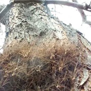 Mass of Daddy Long Legs in a Tree