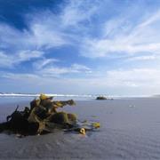 Broadwater National Park (NSW)