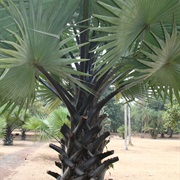African Fan Palm (Borassus Aethiopum)