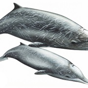 Hubb's Beaked Whale