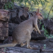 Purple-Necked Rock-Wallaby