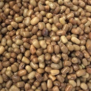 Mat Bean / Dew Bean (Vigna Aconitifolia)