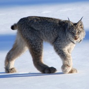 Canada Lynx