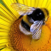 Watch Bumblebees