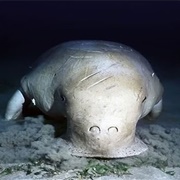 Dugong