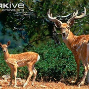Persian Fallow Deer