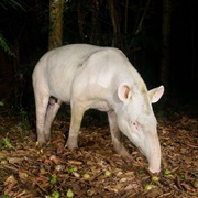 Tapir