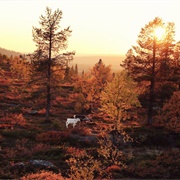 Finnish Lapland (Autumn)